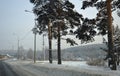 Three pine trees grow near the automobile asphalt road. Winter landscape.