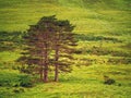 Three pine trees growing in a field in a mountains, Two big ones represent father and mother, small represent a child, Family Royalty Free Stock Photo