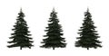 Three pine trees on white background - different POV