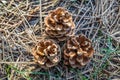 Three pinecones on the ground