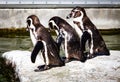 Three pinguins in Copenhagen Zoo