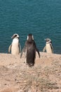 Three pinguins