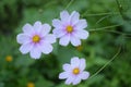 Three beautiful pink flowers