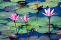 Three pink bloosom flowers on a pond