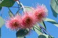 Three pink blossoms of the Australian native mallee tree Eucalyptus caesia, subspecies magna, family Myrtaceae, under a blue sky.