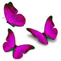 Three pink butterfly