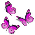 Three pink butterfly