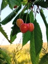 Three pink cherries on a branch before harvest season