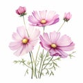 Realistic Watercolor Cosmos Illustration On White Background