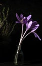 Three pink crocuses in a glass jar with water and heather