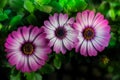 Three pink daisies bloom in the garden Royalty Free Stock Photo