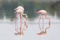 Three pink flamingos feeding on the shore. Royalty Free Stock Photo