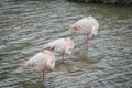 Three pink flamingos in a row on a water pond in La Camargue, France Royalty Free Stock Photo