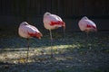 Three pink flamingos standing on one leg and resting with the head tucked under a wing Royalty Free Stock Photo