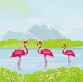 Three pink flamingos in the water