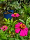 Three pink flower that look awesome