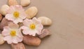 Three pink flower wild rose on pebbles on a gray background Royalty Free Stock Photo