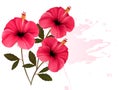 Three pink flowers background.