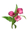 Three pink flowers of calla Zantedeschia isolated Royalty Free Stock Photo