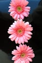 Three pink flowers close up daisy gerbera vertical Royalty Free Stock Photo