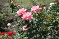 Three pink flowers of roses in July