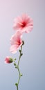 Elegant Pink Hibiscus Flower Mobile Wallpaper