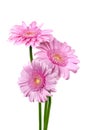 Three Pink Gerber Daisies Isolated Royalty Free Stock Photo
