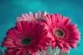 Three pink gerbera daisies on blue background with copy space. Royalty Free Stock Photo