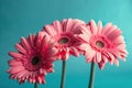 Three pink gerbera daisies on blue background with copy space. Royalty Free Stock Photo