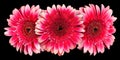 Three pink gerbera flower on black background Royalty Free Stock Photo