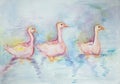 Three pink gooses swimming.