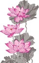 Three pink grey lotus drawing