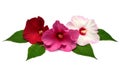 Three pink hibiscus flowers with leaves isolated on white Royalty Free Stock Photo