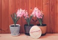 Three pink hyacinth flowers and gift box on wooden table Royalty Free Stock Photo