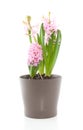 Three pink hyacinths