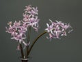 Three pink hyacinths in vase closeup, beautiful spring flower. On plain background with copyspace. Naturalized, not