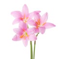 Three pink lilies