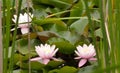 Three pink lily pad flowers Royalty Free Stock Photo
