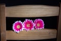 Three pink little gerberas on a black background and on the back of a wooden chair. A charming greeting card