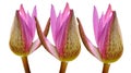 Three pink lotus bud flower isolated on white backgrounds,water lily. Royalty Free Stock Photo