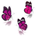 Three pink monarch butterfly