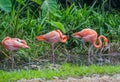 Three pink and orange flamingo standing in shallow water near the green forest, Singapore