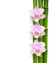 Three pink orchids and branches of bamboo lying on white. Isolated background. Viewed from above