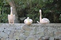 Three pink pelicans on the parapet