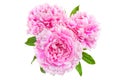 Three pink peony