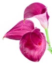 Three pink, purple calla lilly flowers isolated Royalty Free Stock Photo