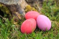 Three pink and red colored traditional Easter eggs in the real grass Royalty Free Stock Photo