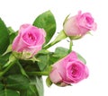 Three pink rose closeup Royalty Free Stock Photo
