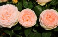 three pink rose flowers blossomed in spring and green leaves aro Royalty Free Stock Photo