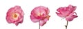 Three pink rose flowers family Rosaceae Royalty Free Stock Photo